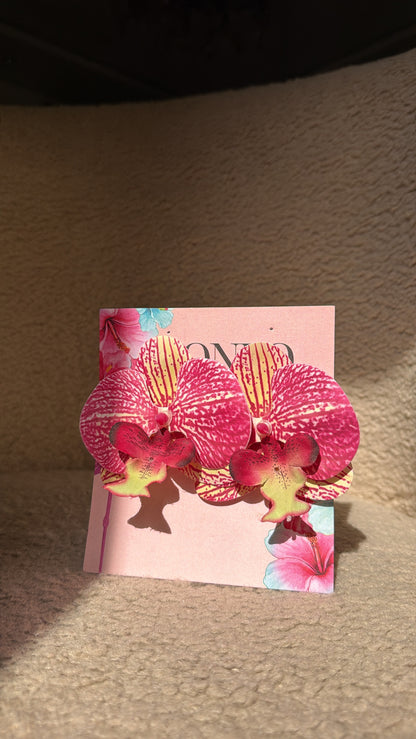 Orchid Philapeonis